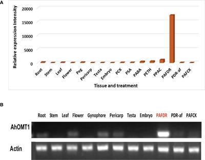 Molecular cloning and functional characterization of the promoter of a novel Aspergillus flavus inducible gene (AhOMT1) from peanut